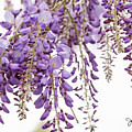 Purple Wisteria on a Windy Day with Signature by Joni Eskridge