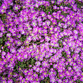 Purplish Pinkish Blooms Photograph by David Levin Purplish Pinkish Blooms Photograph by David Levin