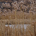 Quarry Whisps And Pond Photograph by Kreddible Trout Quarry Whisps And Pond Photograph by Kreddible Trout