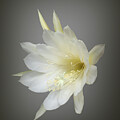 Queen of the Night - Epiphyllum Oxypetalum by Elaine Teague