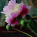 Queen Peony Digital Art by Vallee Johnson Queen Peony Digital Art by Vallee Johnson