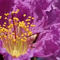 Queen's Crepe Myrtle Flower Photograph by Mingming Jiang Queen's Crepe Myrtle Flower Photograph by Mingming Jiang
