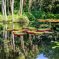 Quiet Garden Photograph by Tony Locke Quiet Garden Photograph by Tony Locke