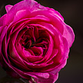 Quiet Man Rose Photograph by Carrie Hannigan Quiet Man Rose Photograph by Carrie Hannigan