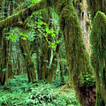 Quinault Rain Forest Photograph by Tim Fitzharris Quinault Rain Forest Photograph by Tim Fitzharris