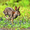 Rabbit mid-hop Photograph by Rehna George Rabbit mid-hop Photograph by Rehna George