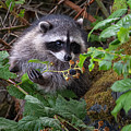 Raccoon Berry Picking by Bill Cubitt