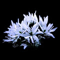 Radiance of Wild Garlic Blossoms by John Wright