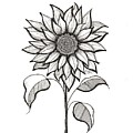 Radiant Bloom Sunflower in Ink Drawing by K P Radiant Bloom Sunflower in Ink Drawing by K P