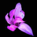 Radiant Magnolia in Bloom by John Wright