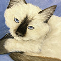 Ragdoll Kitten Painting by Karen Zuk Rosenblatt Ragdoll Kitten Painting by Karen Zuk Rosenblatt