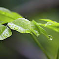 Rain Drops Photograph by Becca Buecher Rain Drops Photograph by Becca Buecher