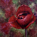 Rain Kissed Tulip Ceramic Art by Zan Savage Rain Kissed Tulip Ceramic Art by Zan Savage