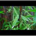 Rain On Bamboo by Charles Stuart Rain On Bamboo by Charles Stuart