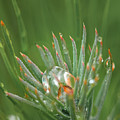 Rain On Pine Bud Photograph by Karen Rispin Rain On Pine Bud Photograph by Karen Rispin