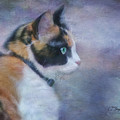 The Calico Staredown Mixed Media by Colleen Taylor The Calico Staredown Mixed Media by Colleen Taylor