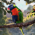 Rainbow Lorikeet by Steve Karol Rainbow Lorikeet by Steve Karol