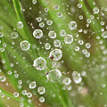 Raindrops Caught In A Web Photograph by Karen Rispin Raindrops Caught In A Web Photograph by Karen Rispin