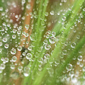 Raindrops On A Web Net Photograph by Karen Rispin Raindrops On A Web Net Photograph by Karen Rispin