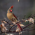 Rainy Day Cardinal Photograph by Mindy Musick King Rainy Day Cardinal Photograph by Mindy Musick King
