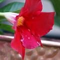 Rainy Mandevilla Photograph by Heather E Harman Rainy Mandevilla Photograph by Heather E Harman
