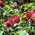Rambutan Photograph by Matt Cohen Rambutan Photograph by Matt Cohen