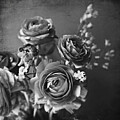 Ranunculus Monochrome by Lupen Grainne