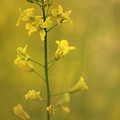 Rapeseed flowers Photograph by Karen Rispin Rapeseed flowers Photograph by Karen Rispin