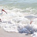 Rare visitors at the Beach Photograph by Mingming Jiang Rare visitors at the Beach Photograph by Mingming Jiang