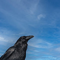 Raven Portrait Photograph by Laura Putman Raven Portrait Photograph by Laura Putman