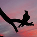 Raven Silhouette Photograph by Jeff Goulden Raven Silhouette Photograph by Jeff Goulden