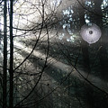Rays of light in the forest 2 Photograph by Adriana Mueller Rays of light in the forest 2 Photograph by Adriana Mueller