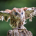 Ready for take-off Photograph by Robert Miller Ready for take-off Photograph by Robert Miller