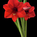 Red Amaryllis by Frank Mari