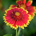 Red and Yellow Flower by Steve DaPonte Red and Yellow Flower by Steve DaPonte