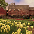 Red Barns and Tulips by Joann Vitali