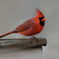 Red Beauty Photograph by Ann Bridges Red Beauty Photograph by Ann Bridges