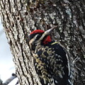 Red Bellied Woodpecker camouflaged  by Robert Sharpe