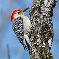 Red Bellied Woodpecker by Photobuphs Nature Photography