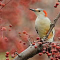 Red Bellied Woodpecker2 by Jerry Dalrymple