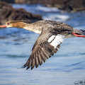 Red-breasted Merganser by Joe Fisher