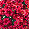 Red Crimson Mumms by Creative Spirit