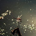 Red Dragon Photograph by Marcus Jones Red Dragon Photograph by Marcus Jones