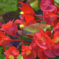 Red Flowers in Abstract by Roberta Byram