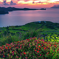 Red Flowers Of Milos Photograph by Evgeni Dinev Red Flowers Of Milos Photograph by Evgeni Dinev