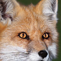 Red Fox Portrait Wildlife Rescue Photograph by Dave Welling Red Fox Portrait Wildlife Rescue Photograph by Dave Welling