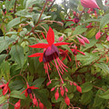 Red Fuchsias in Surrey Photograph by Roxy Rich Red Fuchsias in Surrey Photograph by Roxy Rich