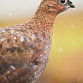 Red Grouse on a dry stone wall in the rain Photograph by Anita Nicholson Red Grouse on a dry stone wall in the rain Photograph by Anita Nicholson