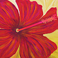 Red hibiscus by Ofra Wolf