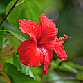 Red Hibiscus Rosemallow by Trevor Slauenwhite Red Hibiscus Rosemallow by Trevor Slauenwhite